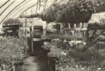 Inside of Baldwin Greenhouse - 1985