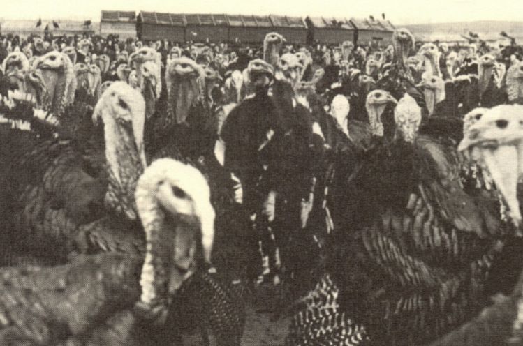 Taken at Boyer's West Turkey Ranch.