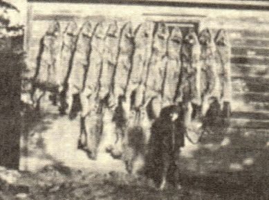 Coyote Hides - 1939, Cy Cooley